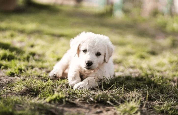 Kuvasz kölyök pihen a fűben