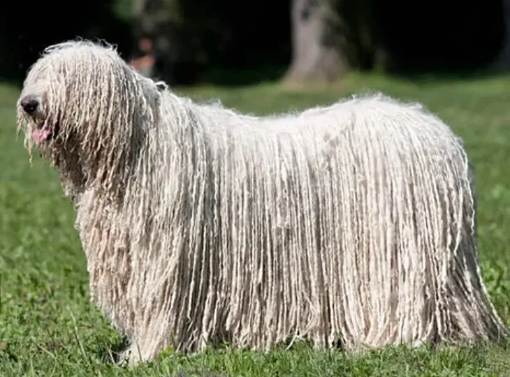 A komondor áll egy parkban