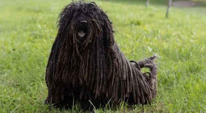 a puli
