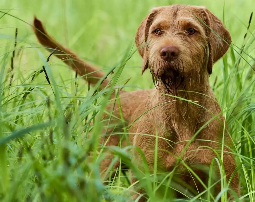 drótszőrű magyar vizsla