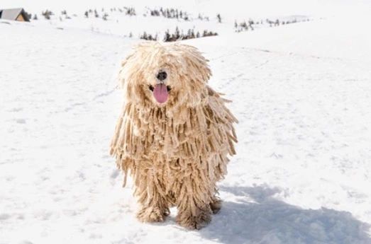 fehér Puli áll a hóban