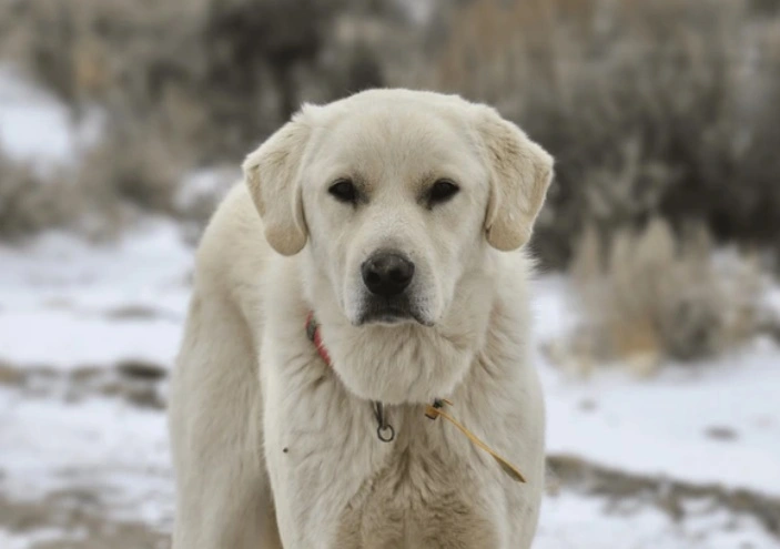 Figyelő kuvasz
