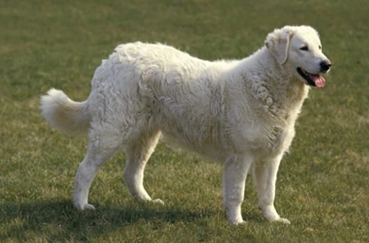 Kuvasz áll a füvön