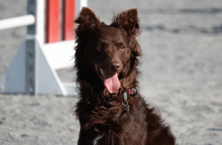 Mudi kölyök nevelése