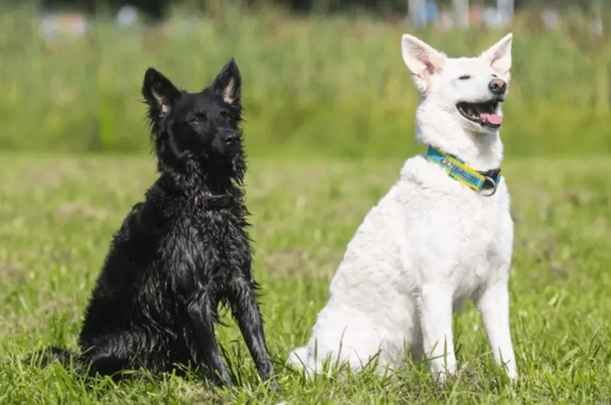 Mudi kutya tulajdonságai