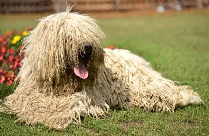 Pihenő komondor