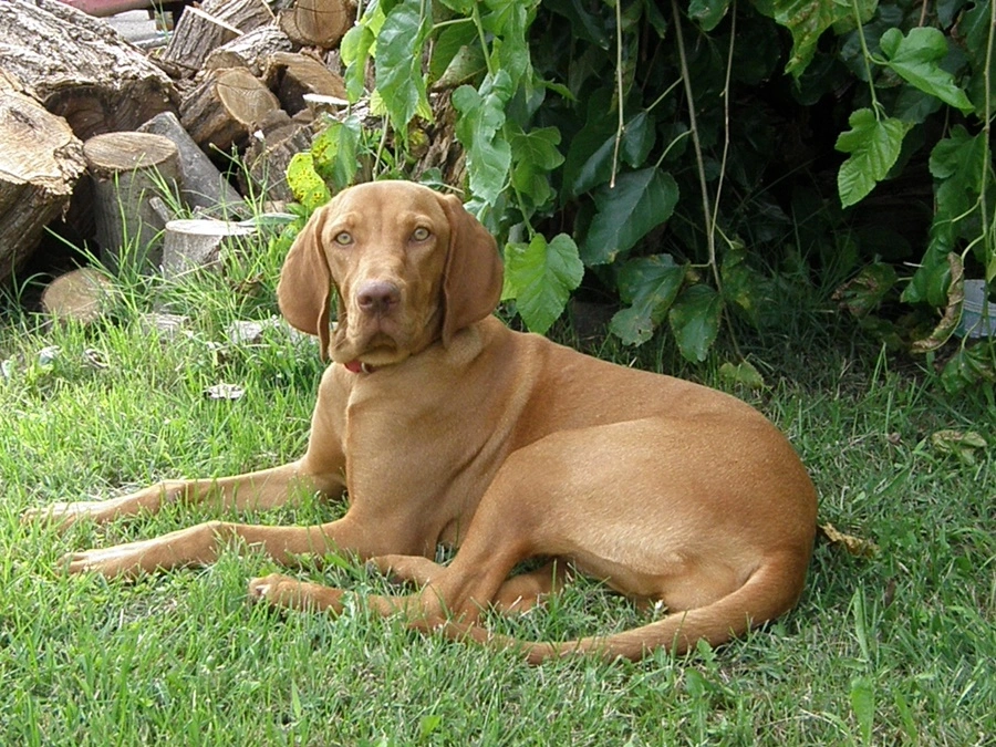 rövidszőrű magyar vizsla